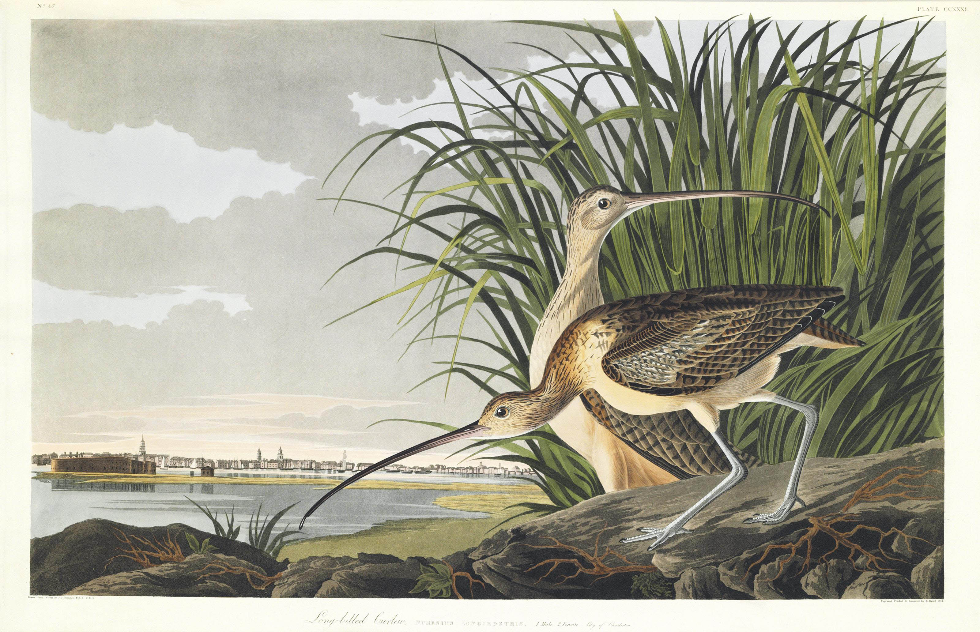 AUDUBON, John James (1785-1851). The Birds of America; from Original